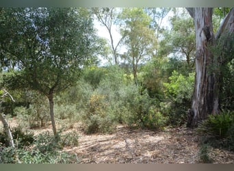 Schöne Finca, Haus ist renoviert, Pferdehaltun