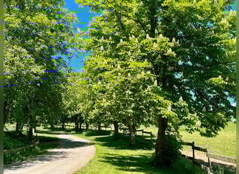 Situato in una posizione estremamente tranquilla, forte nel suo concept – Romanticismo da fattoria c