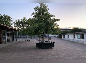 Struttura equestre con unità residenziale e commerciale a Hohenahr – ad alto rendimento – versatile 