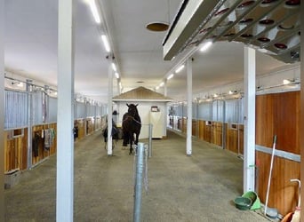 Struttura equestre di alto livello a 30 minuti da Vienna