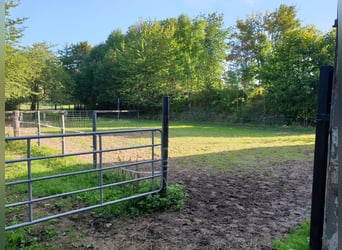 Struttura equestre nel Harz a Bad Sachsa – Grande azienda agricola con maneggio coperto in posizione