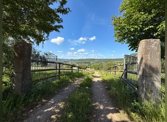 Struttura equestre privata con vista panoramica, situata alle porte di Bonn e Koblenz!