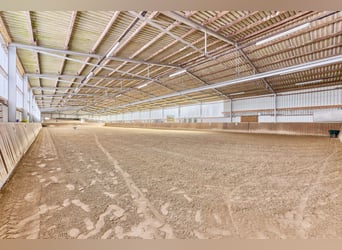 Struttura equestre vicino a Hannover – scuderie ben tenute, condizioni di allenamento professionali