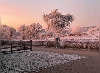 Tesoro nella valle dell'Altmühl – Casale di alta qualità ristrutturato con piccola e moderna scuderi