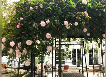 Tesoro nella valle dell'Altmühl – Casale di alta qualità ristrutturato con piccola e moderna scuderi