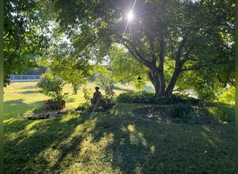 Un gioiello in Ungheria, immerso in un paesaggio idilliaco tra Pécs e Kaposvár