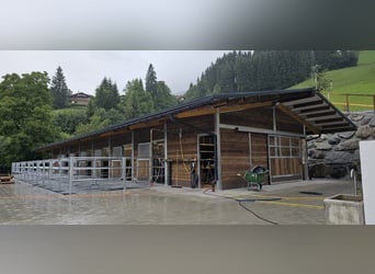 Stallbau & Pferdestall, Außenbox, Pferdebox, Offenstall und Weidehütten mit Heuraufe