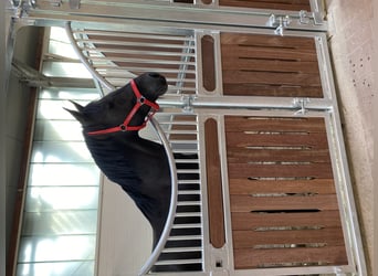 Pferdeboxen der extra Klasse nach Kundenwunsch gefertigt 