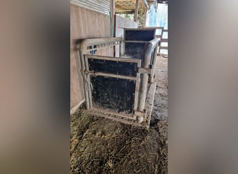 Untersuchungs/Behandlungsständer für Warmblutpferde