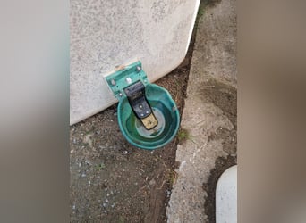 Tank iso Elma, resistente al gelo, adatto per cavalli, pecore e capre
