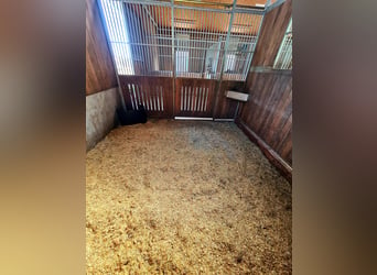 Pellet di paglia regionali, pellet per il letto, cubi di paglia, premiscelati, pellet strutturali, p