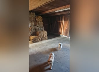 HD Ballen Haferstroh aus 25 trocken eingefahren und gelagert