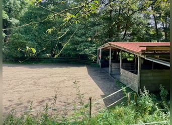 Großzügiger Offenstall zu verkaufen in Stromberg mit Sandplatz und Reiterstübchen – die Red Hawk Ran