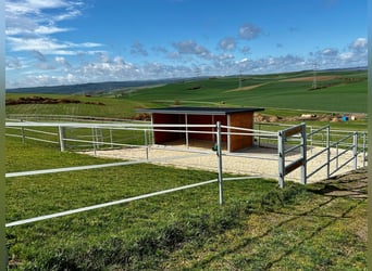 Kleine hochwertige Reitanlage mit exklusiver, energetischer und neuwertiger Luxus-Villa