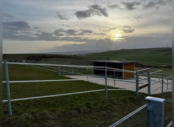 Kleine hochwertige Reitanlage mit exklusiver, energetischer und neuwertiger Luxus-Villa