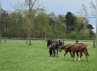 Nähe Vechta !  Geniale Reitanlage in traumhafter Alleinlage mit ca. 7 Hektar   **Provisionsfrei**