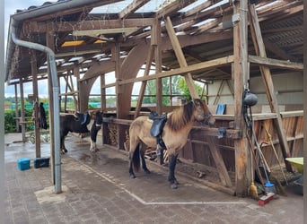 Pferdebetrieb mit lukrativem, großem Wohnhaus im Raum Darmstadt-Dieburg