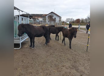 Pferdebetrieb mit lukrativem, großem Wohnhaus im Raum Darmstadt-Dieburg