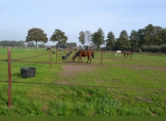 Te huur aangeboden een professionele paarden manege/complex