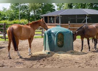 Traumhafte Reitanlage mit exklusivem Wohnhaus, Pferdeställen, Round-Pen, Reitplatz & Weiden in Jade