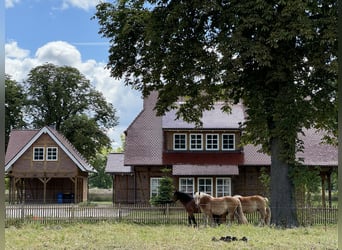 TRAUMHAFTES ANWESEN IN BRANDENBURG, Fachwerkhaus, Stallungen, Reitplatz, Weiden, Jagdrevier - 379-24