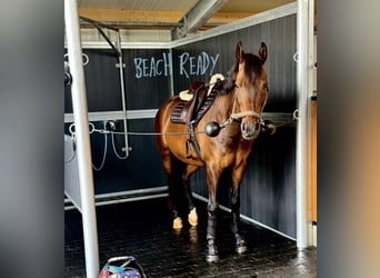 Consiglio segreto per la tua vacanza da sogno con il tuo cavallo in Olanda