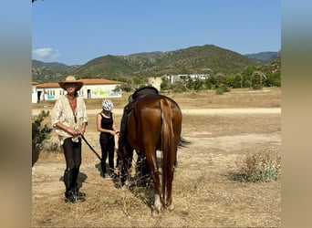 Equitazione e vacanze al mare per single o amici, massimo 2 persone, PindosHorseLand