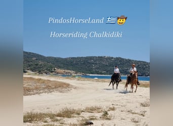 Equitazione e vacanze al mare per single o amici, massimo 2 persone, PindosHorseLand