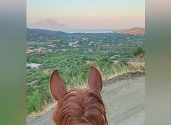 Equitazione e vacanze al mare per single o amici, massimo 2 persone, PindosHorseLand