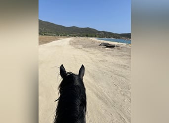Equitazione e vacanze al mare per single o amici, massimo 2 persone, PindosHorseLand