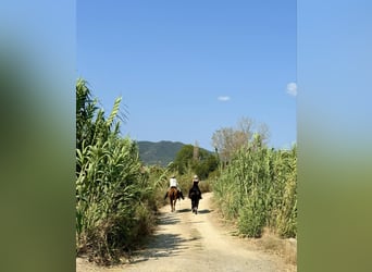 Equitazione e vacanze al mare per single o amici, massimo 2 persone, PindosHorseLand