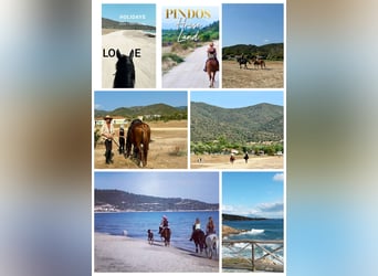 Equitazione e vacanze al mare per single o amici, massimo 2 persone, PindosHorseLand