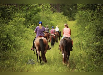Horse Help Retreats - Enjoy a Fun-Filled ALL-INCLUSIVE Horse Vacation in Mississippi