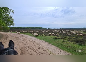 Hotel per cavalli nella Veluwe!
