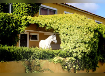  Portugiesische Reitweise und Einführung in die Working Equitation