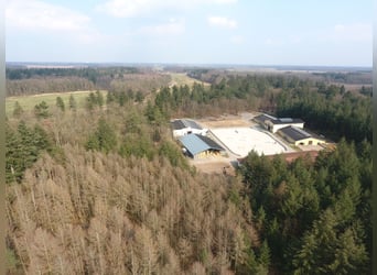 Seele baumeln lassen mit Ihren liebsten Vierbeinern im wunderschönen naturnahen Schlossgestüt Gadow