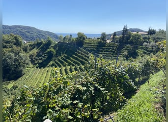 Vacanza a cavallo in Bella Italia🐴🇮🇹