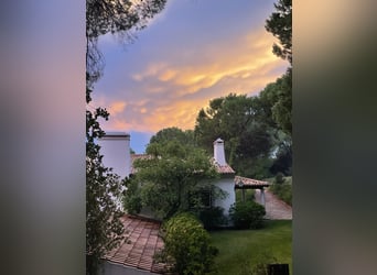 Vacanze di equitazione di lusso di altissimo livello presso Lusitano Masterhorses