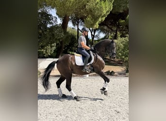 Vacanze di equitazione di lusso di altissimo livello presso Lusitano Masterhorses