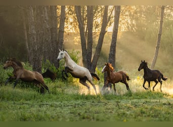 Vacanze di equitazione di lusso di altissimo livello presso Lusitano Masterhorses