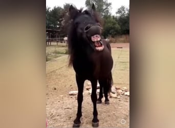 Kinder reiten/ Ponyschule/ Bambini reiten 