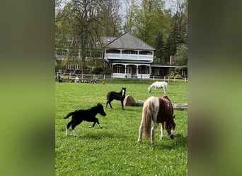 Reiterferien für Kinder in der Lüneburger Heide seit über 60 Jahren