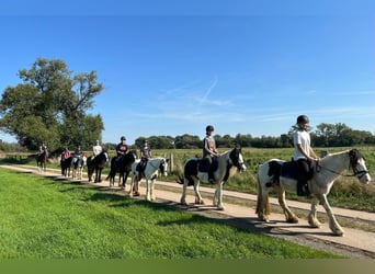 Reiterferien für Mädchen in Bückeburg Pony Reiten Tageskind