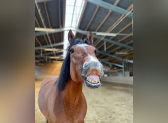 Reiterferien Reitferien Reitercamp Reiterfreizeit Pfingsten / Sommer für Mädels ab 8J. Bayern Allgäu