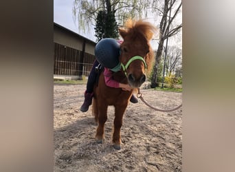 Reitferien für Kinder und Jugendliche