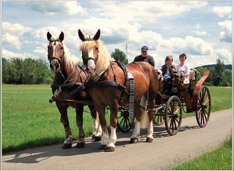 Vacanze a cavallo nella splendida valle dell’Eder – il paradiso equestre Talhof
