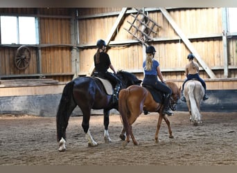Vacanze a cavallo nella splendida valle dell’Eder – il paradiso equestre Talhof