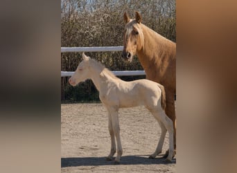 Escursione in famiglia nel cuore di un maneggio – natura, cavalli e benessere