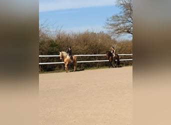 Escursione in famiglia nel cuore di un maneggio – natura, cavalli e benessere
