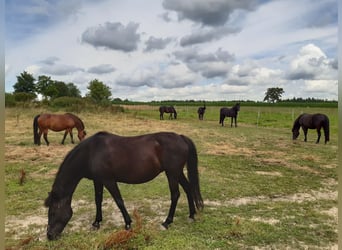 Reiterferien für Mädchen ab 10. Unsere Termine für 2026 sind online, wir freuen uns auf euch. 